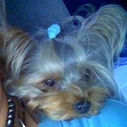 Yorkshire terrier Brutalis