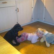 Labrador retriever Laika