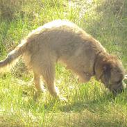 Border terrier Dario