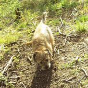Border terrier Dario