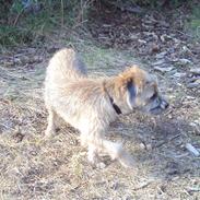 Border terrier Dario