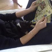 Blanding af racer Chico