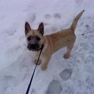 Cairn terrier Buster