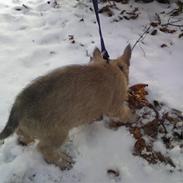 Cairn terrier Buster