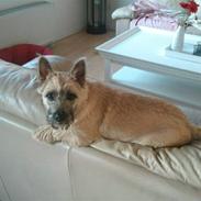 Cairn terrier Buster