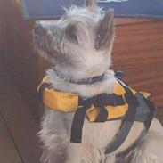 Cairn terrier Buster