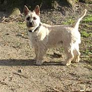 Cairn terrier Buster