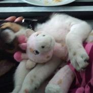 Dansk svensk gaardhund Chubby