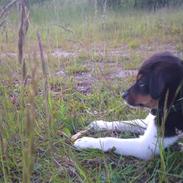 Dansk svensk gaardhund Chubby
