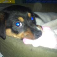 Dansk svensk gaardhund Chubby