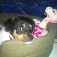 Dansk svensk gaardhund Chubby