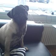 Mops Sofus