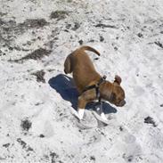 Staffordshire bull terrier Enzo