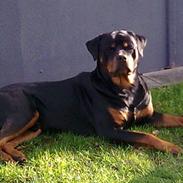 Rottweiler Dingo SOLGT