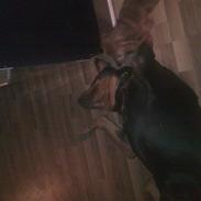 Rottweiler Dingo SOLGT