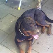 Rottweiler Dingo SOLGT