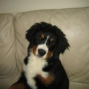 Berner sennenhund molly
