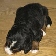 Berner sennenhund molly
