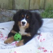 Berner sennenhund molly