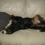 Berner sennenhund molly