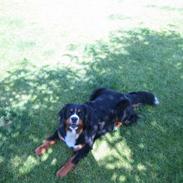 Berner sennenhund molly