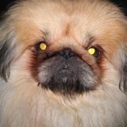 Pekingeser Pappi