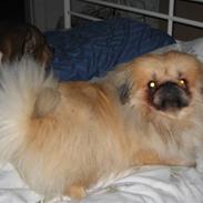 Pekingeser Pappi