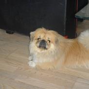 Pekingeser Pappi