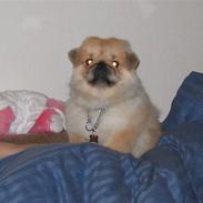 Pekingeser Pappi
