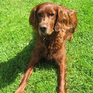 Irsk setter Amy (Lille My)