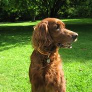 Irsk setter Amy (Lille My)