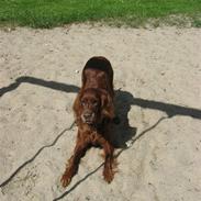 Irsk setter Amy (Lille My)