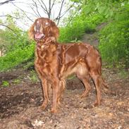 Irsk setter Amy (Lille My)