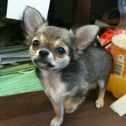 Chihuahua Molly