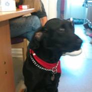 Blanding af racer mille