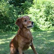Golden retriever Fimpe
