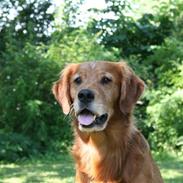 Golden retriever Fimpe