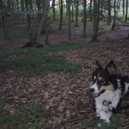 Border collie Kato