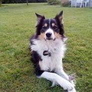 Border collie Kato