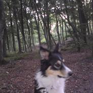 Border collie Kato