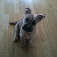 Cairn terrier CHARLIE