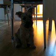 Cairn terrier CHARLIE
