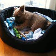 Cairn terrier CHARLIE