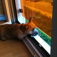 Cairn terrier CHARLIE