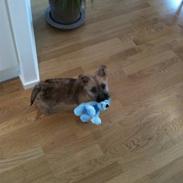 Cairn terrier CHARLIE