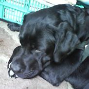 Labrador retriever Oscar