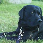 Labrador retriever Oscar