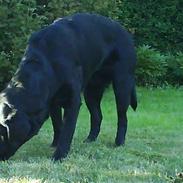 Labrador retriever Oscar