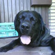 Labrador retriever Oscar