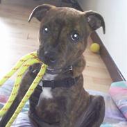 Staffordshire bull terrier Tulle